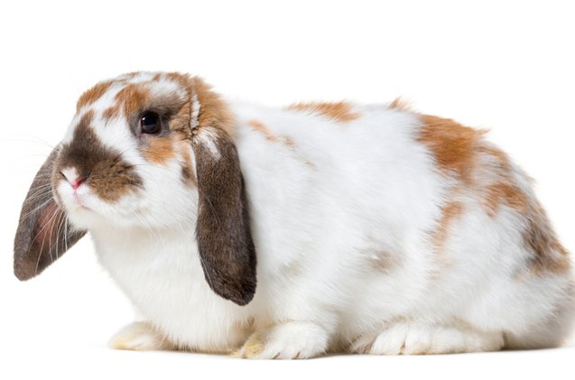 10 friendliest rabbit breeds, GPPets Shutterstock