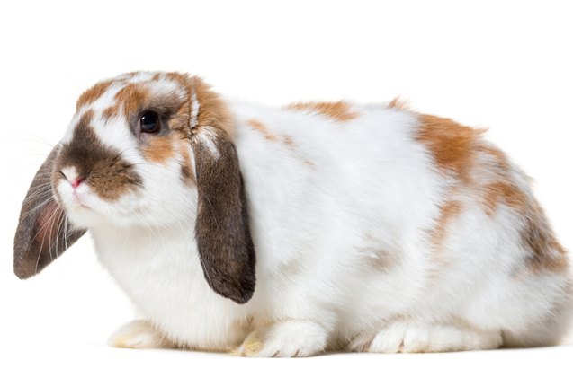 10 Friendliest Rabbit Breeds | PetGuide