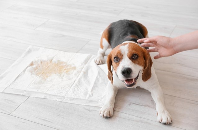 10 best puppy potty training supplies, Pixel Shot Shutterstock