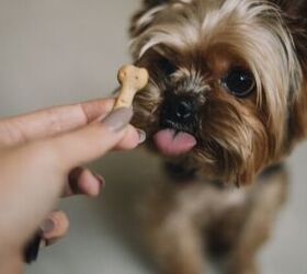 10 best low fat dog treats, Valerie Nik Shutterstock