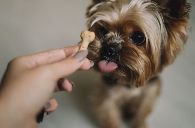 10 best low fat dog treats, Valerie Nik Shutterstock