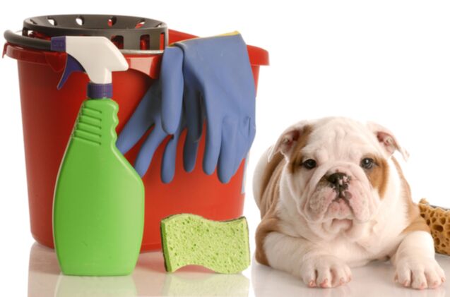 10 best pet friendly cleaning supplies, WilleeCole Photography Shutterstock