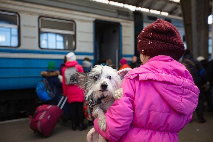 ukrainian refugees met with struggle crossing u s border with dogs, Ruslan Lytvyn Shutterstock