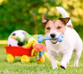 10 best outdoor toys for dogs, alexei tm Shutterstock