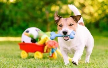 10 Best Outdoor Toys for Dogs