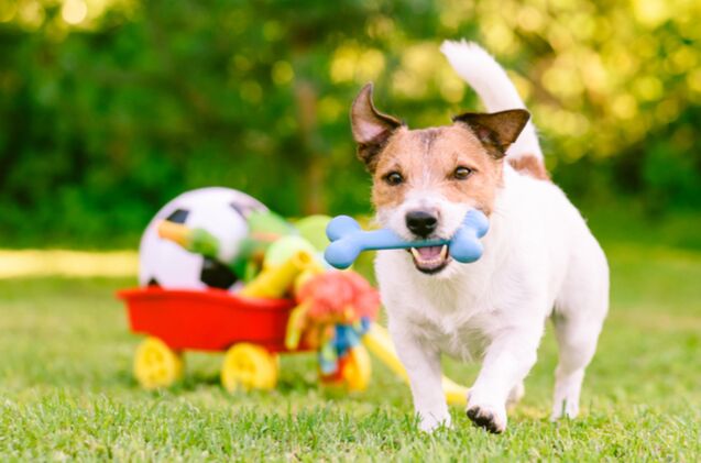 10 best outdoor toys for dogs, alexei tm Shutterstock