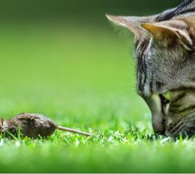 us company launches mouse meat cat food for finicky felines, Etienne Outram Shutterstock