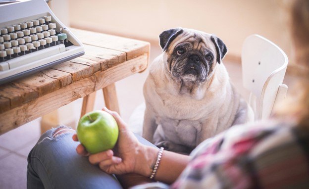 how the right food can help your dog lose weight