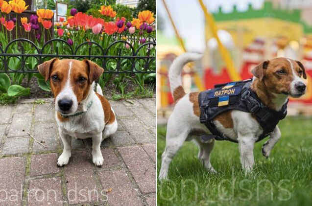 ukranian president medals a bomb sniffing dog named patron, patron dsns Instagram