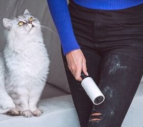 best lint rollers to tackle pet hair, Creative Cat Studio Shutterstock