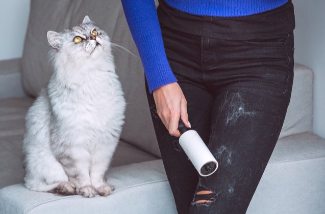 best lint rollers to tackle pet hair, Creative Cat Studio Shutterstock