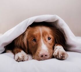 Best Weighted Blankets for Dogs