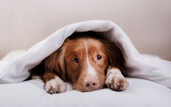 Best Weighted Blankets for Dogs
