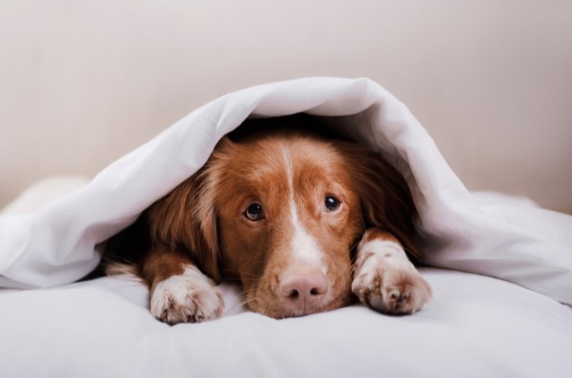 best weighted blankets for dogs, dezy Shutterstock
