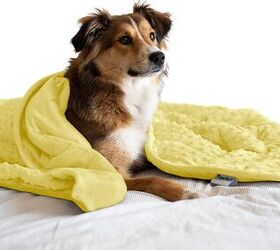 Dogs and weighted blankets best sale