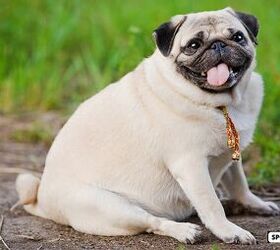 How The Right Diet Can Help Your Dog Lose Weight