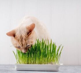 cat grass and safe alternatives, AllaSaa Shutterstock