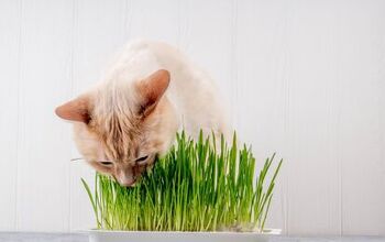 Cat Grass and Safe Alternatives