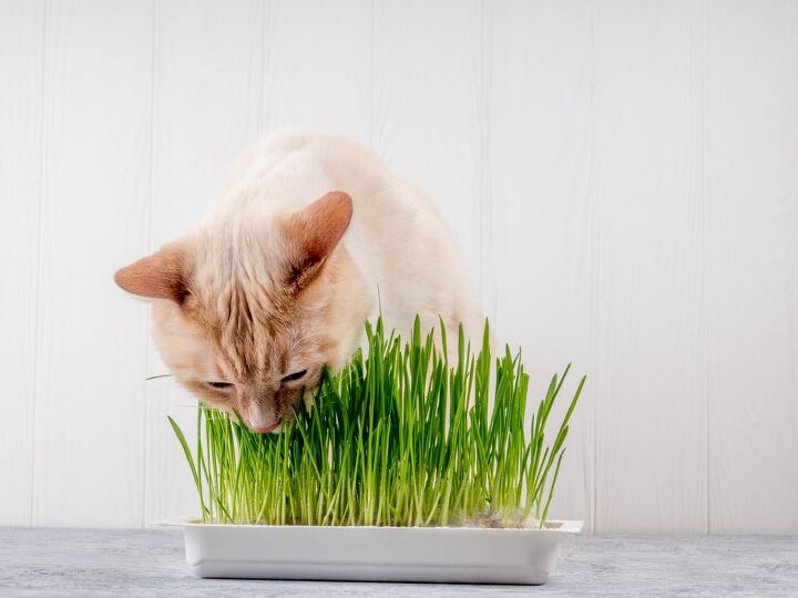 cat grass and safe alternatives, AllaSaa Shutterstock