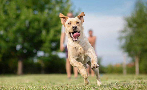 high energy dogs need high energy fuel