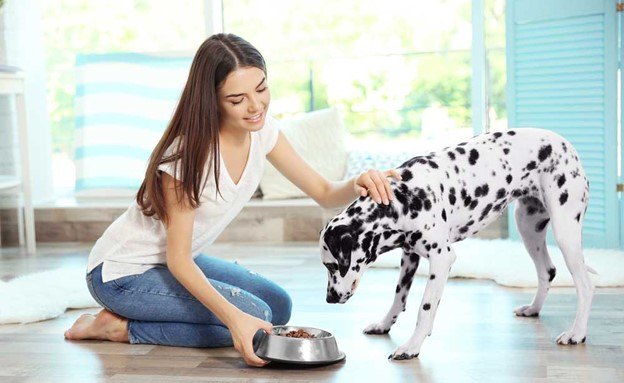 high energy dogs need high energy fuel
