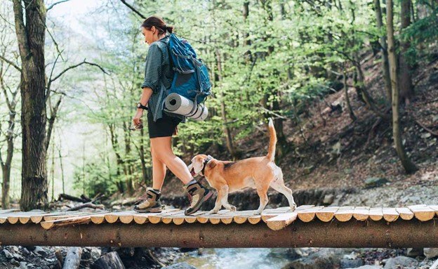 how you and your dog can make the most of the summer season