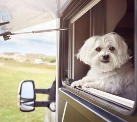 top 10 best breeds to take rving, Brian A Jackson Shutterstock