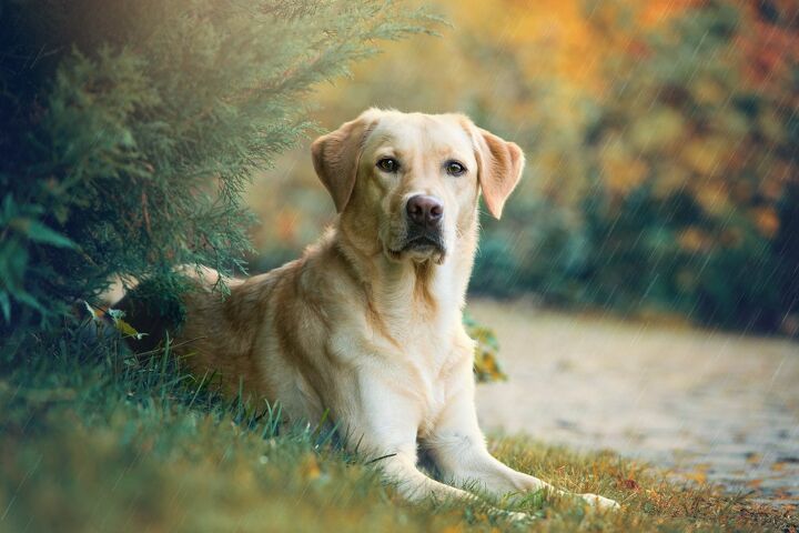 top 10 best breeds to take rving, Dora Zett Shutterstock