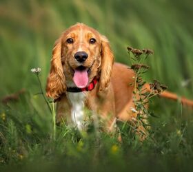 top 10 best breeds to take rving, otsphoto Shutterstock