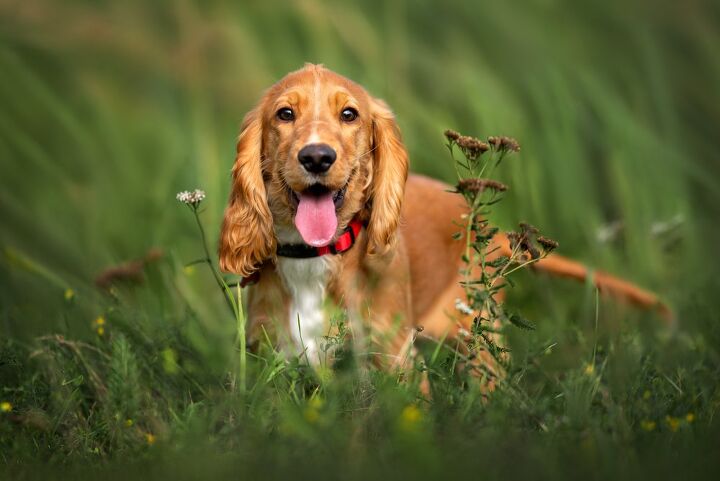top 10 best breeds to take rving, otsphoto Shutterstock