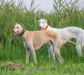 top 10 best breeds to take rving, Ewelina Lesik Shutterstock