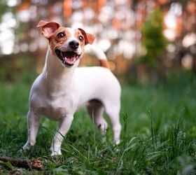 top 10 best breeds to take rving, nexusby Shutterstock