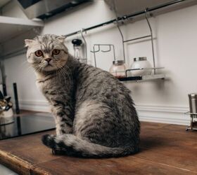 5 Easy Tips to Discourage Cats From Jumping on Counters