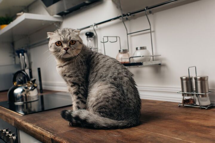 5 easy tips to discourage cats from jumping on counters, LightField Studios Shutterstock