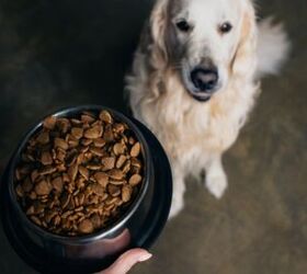 best dog food for golden retrievers, LightField Studios Shutterstock