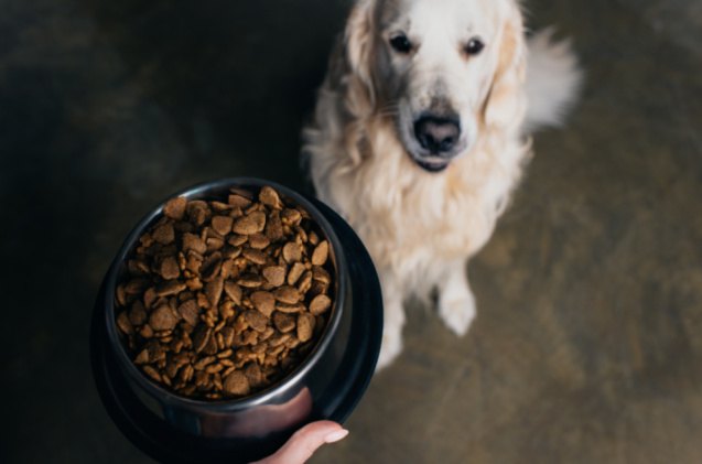 best dog food for golden retrievers, LightField Studios Shutterstock