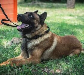 Belgian Malinois Abandoned by the Russians Switches Sides