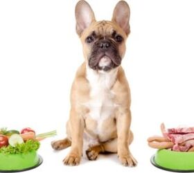 best dog food for french bulldogs, Robert Neumann Shutterstock