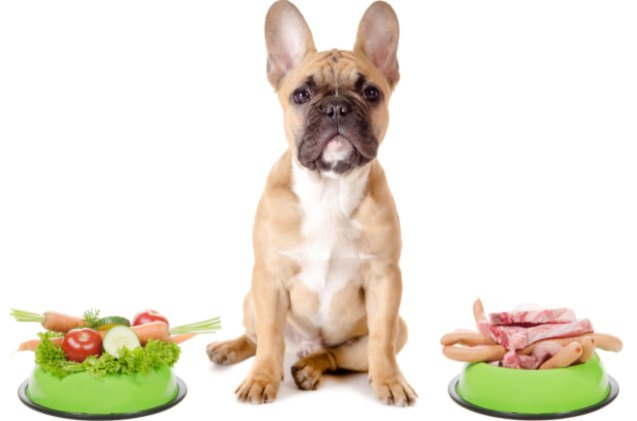 best dog food for french bulldogs, Robert Neumann Shutterstock