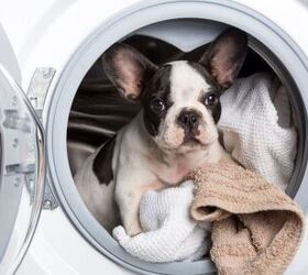 best laundry detergent for pet hair, Patryk Kosmider Shutterstock
