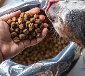 feeding your pet clean food is easy with nutro feed clean