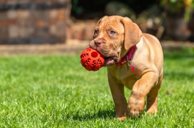 best treat balls, Kev Gregory Shutterstock