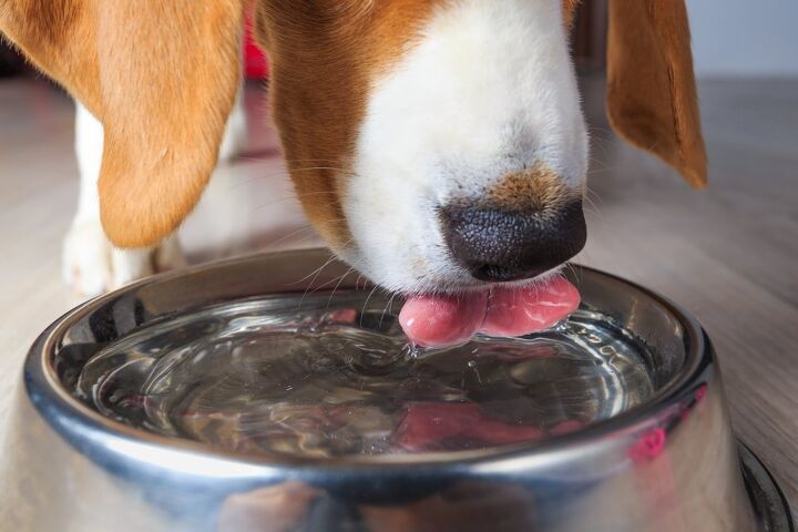 how much water should my pet be drinking throughout the day