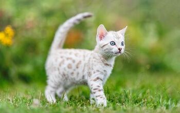 Top 10 Exotic Looking Cat Breeds