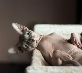top 10 exotic looking cat breeds, Dmitruj Shutterstock