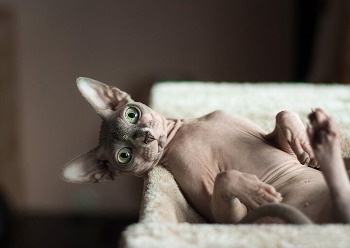 top 10 exotic looking cat breeds, Dmitruj Shutterstock
