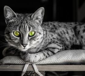top 10 exotic looking cat breeds, Sarah Fields Photography Shutterstock