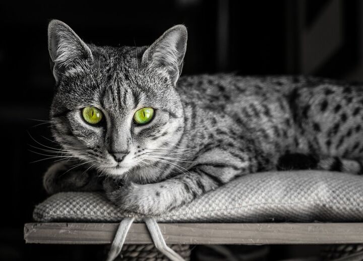 top 10 exotic looking cat breeds, Sarah Fields Photography Shutterstock