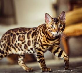 top 10 exotic looking cat breeds, Alexander Evgenyevich Shutterstock