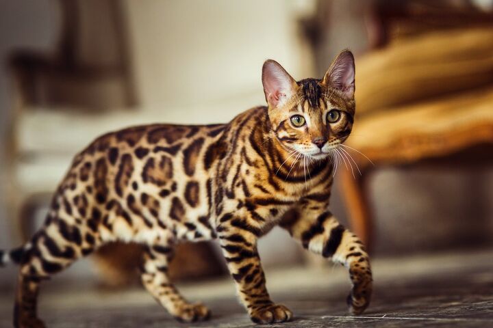 top 10 exotic looking cat breeds, Alexander Evgenyevich Shutterstock